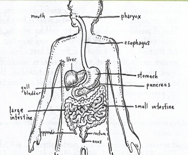 how-our-digestive-system-works.html