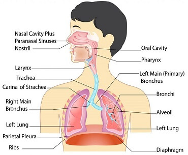 respiratory-system-facts-function-and-diseases